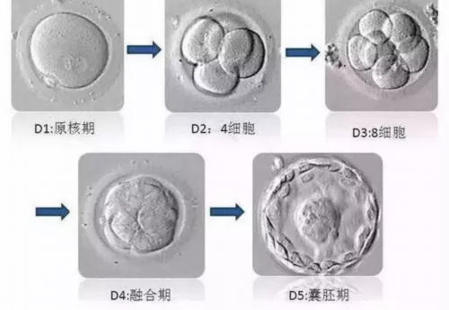 影响北京供卵医院做三代试管费用的因素,北京妇幼保健院可以申请供卵做试管
