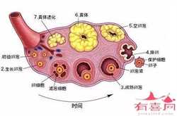 广州市生殖中心_广州供卵三代试管助孕_代孕网怎么选择_代孕在哪里找